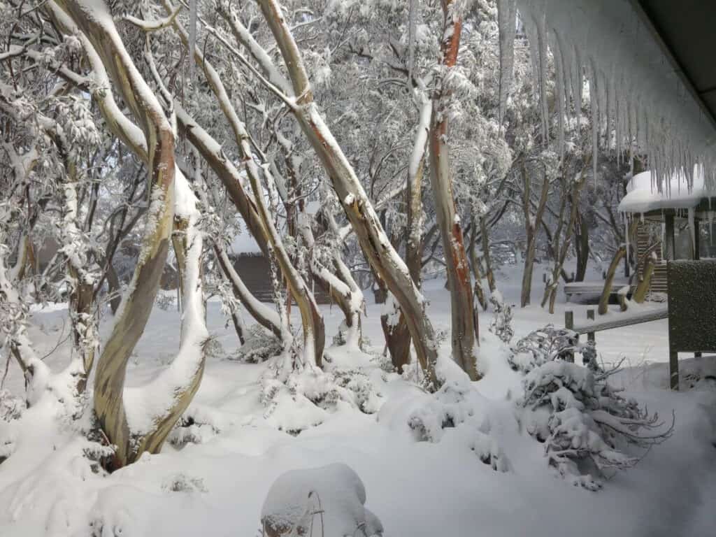 Snow covered snow gum trees during winter in Mt Buller, Australia.