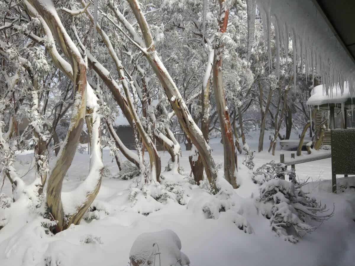 Does It Snow In Australia? Everything You Need To Know An Aimless Walk