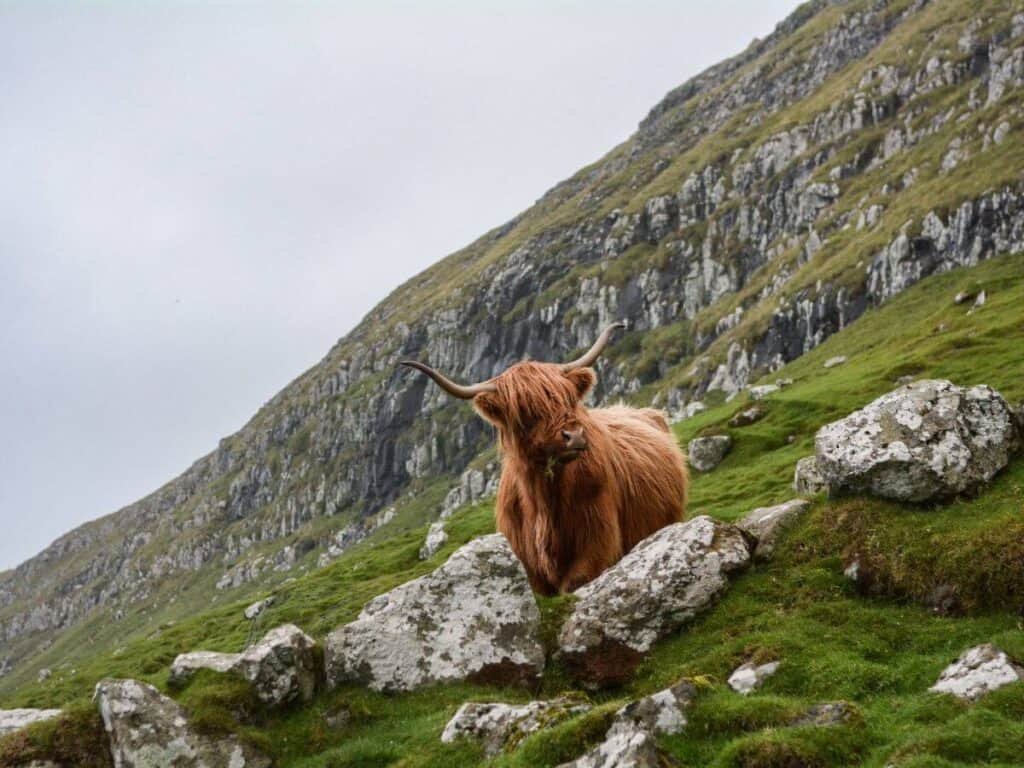 Scottish Highland Cow on the misty hills.