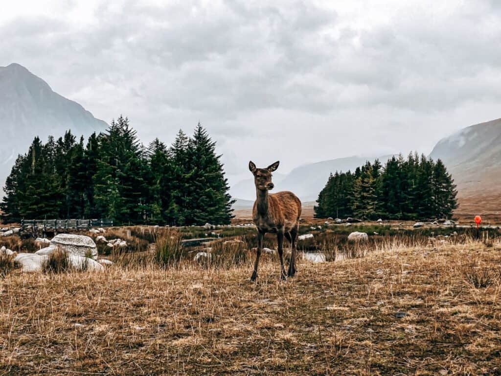 A deer wandering around happily near Glencoe in the Scottish Highlands.