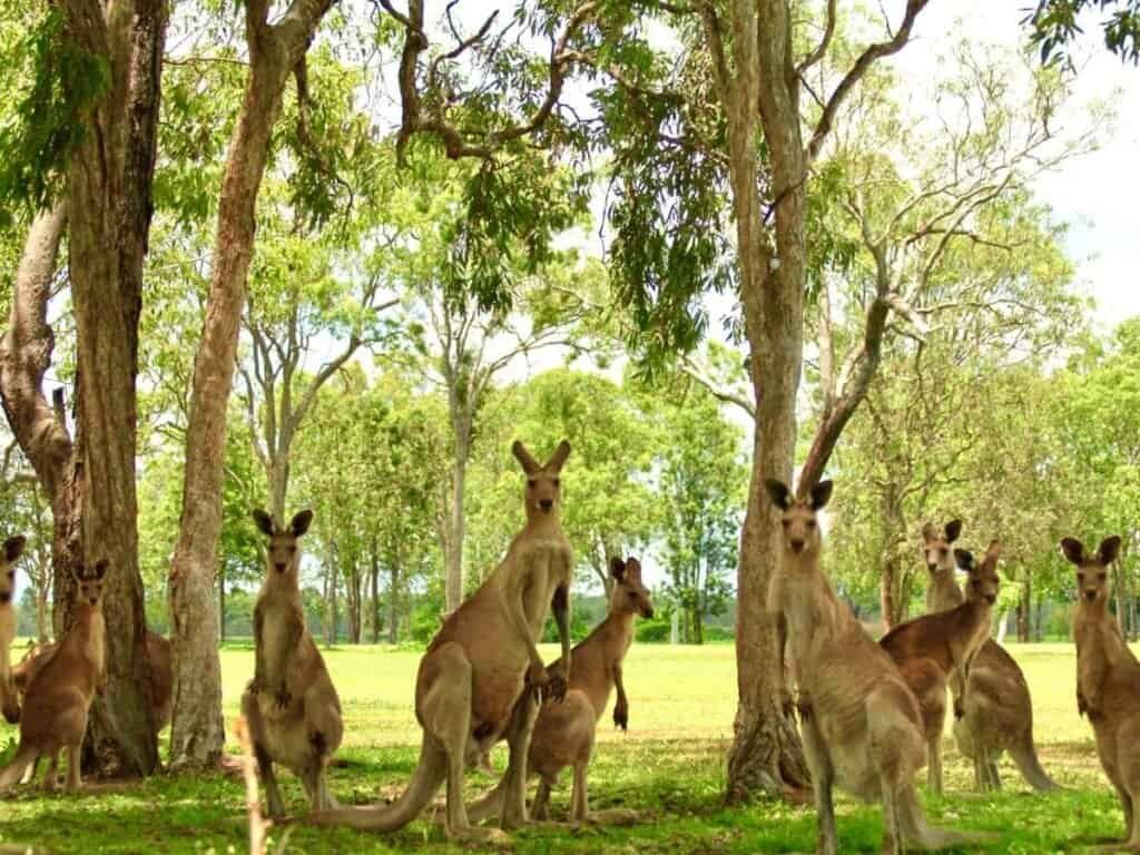 be aware of Kangaroos while living vanlife in Australia.
