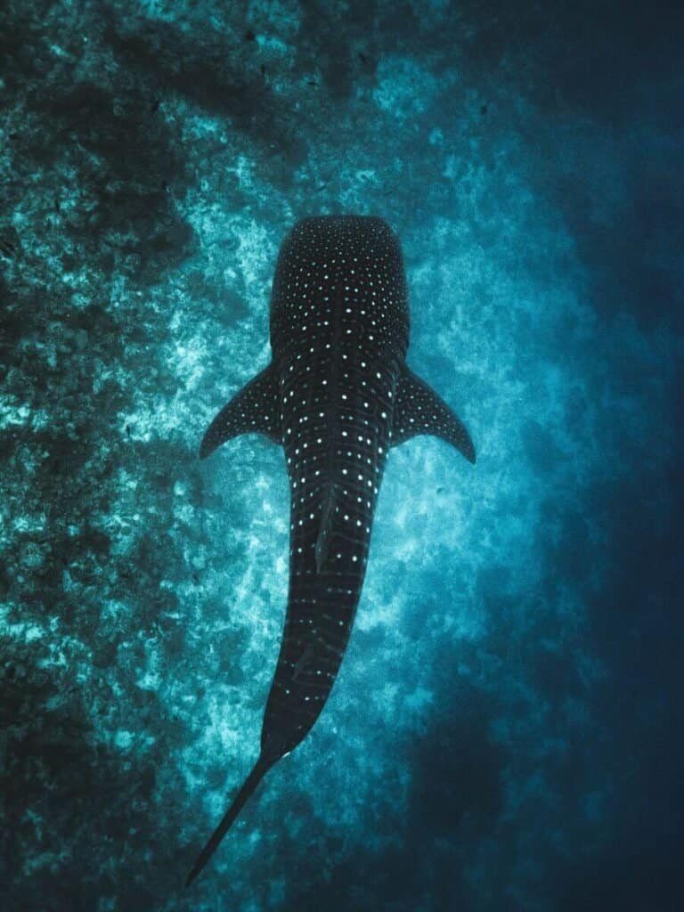 Australia is worth visiting to swim with these magnificent whale sharks in Ningaloo Reef.