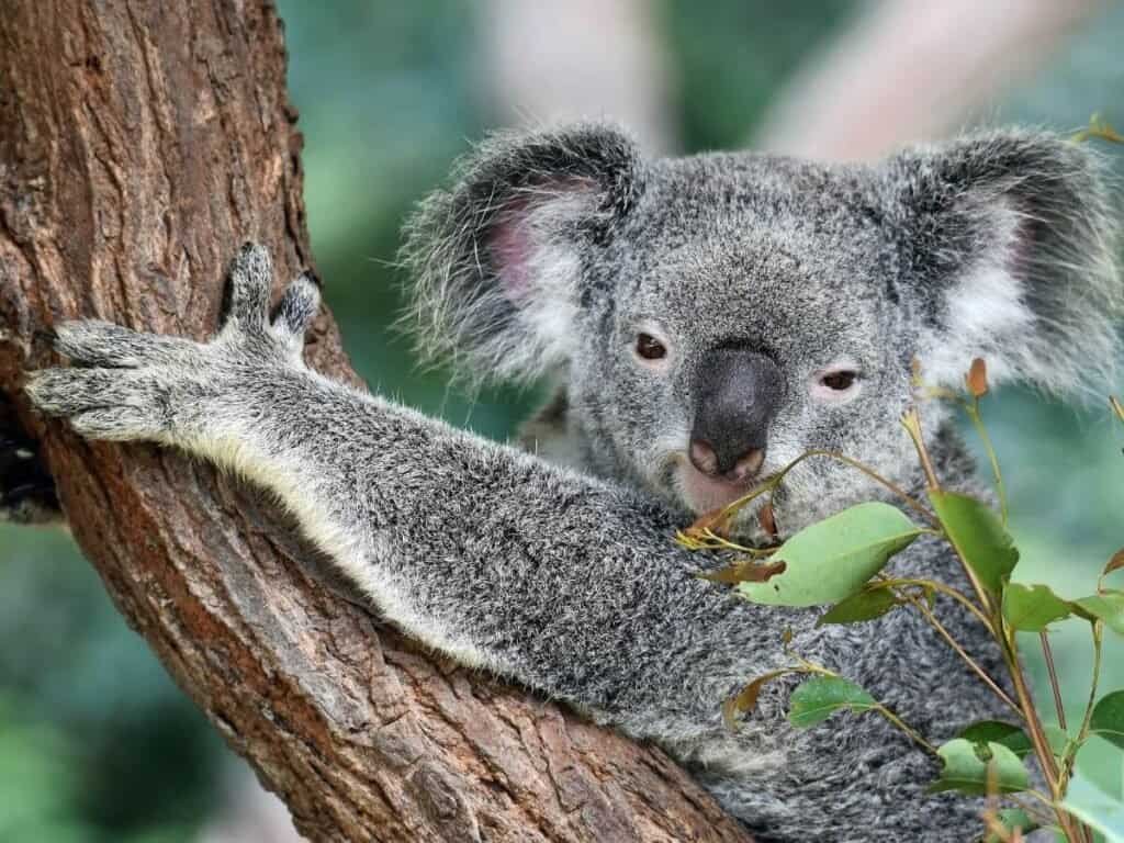 A cute Koala, hanging out in a tree in Australia.