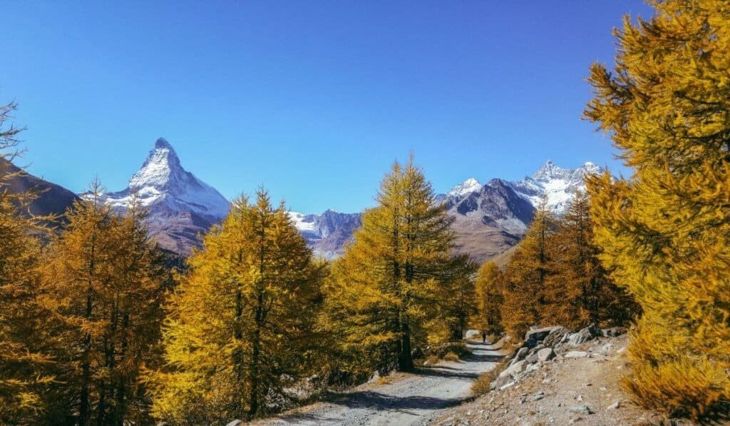 Golden larches in Zermatt during October, framing the famous Matterhorn.